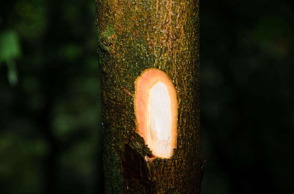 Imagem de Eberhardtia aurata (Pierre ex Dubard) Lecomte