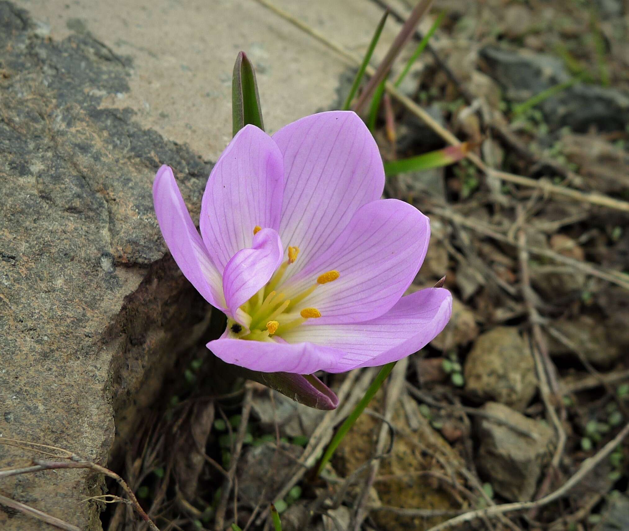 Image of Colchicum szovitsii Fisch. & C. A. Mey.