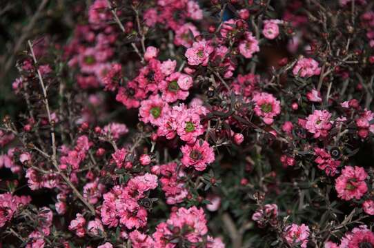 Imagem de Leptospermum scoparium Forst.