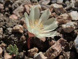 Image de Lewisia