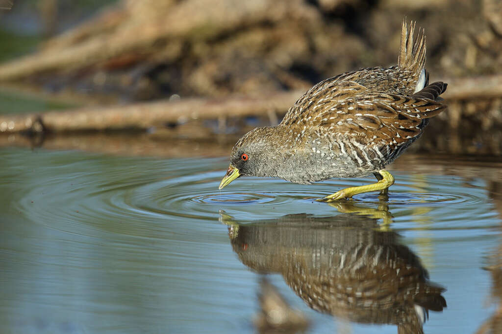 Image of Australian Crake