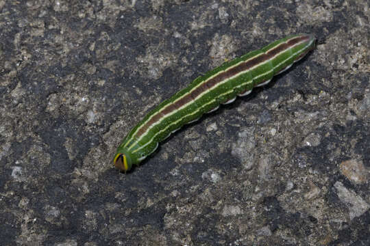 Image of Northern Pine Sphinx