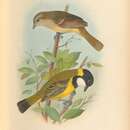 Image of Lord Howe Golden Whistler