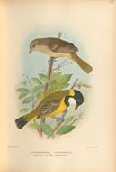 Image of Lord Howe Golden Whistler