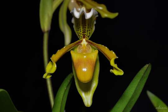 Image de Paphiopedilum exul (Ridl.) Rolfe