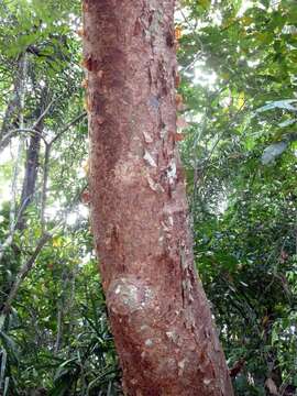 Image of gumbo limbo