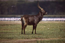 Image of Defassa Waterbuck