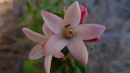 Image of Philotheca buxifolia (Sm.) Paul G. Wilson