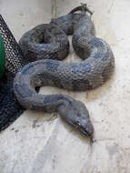 Image of Brown Water Snake