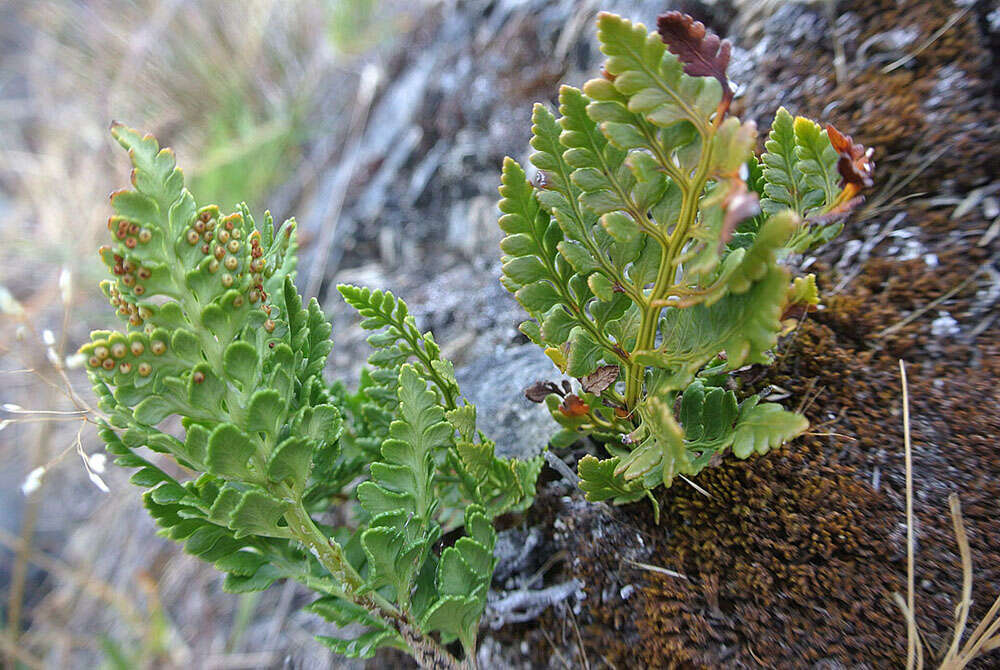 Image of Polystichum plicatum (Poepp. ex Kunze) Hicken ex Hosseus