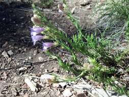 Image of mat penstemon