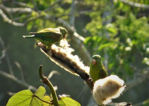 Image of Orange-chinned Parakeet