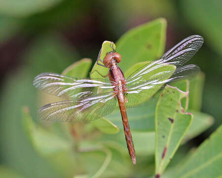 Image of Little Blue Dragonlet