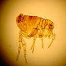 Image of human flea