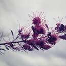 Image of Grevillea decora subsp. decora