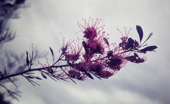 Imagem de Grevillea decora subsp. decora