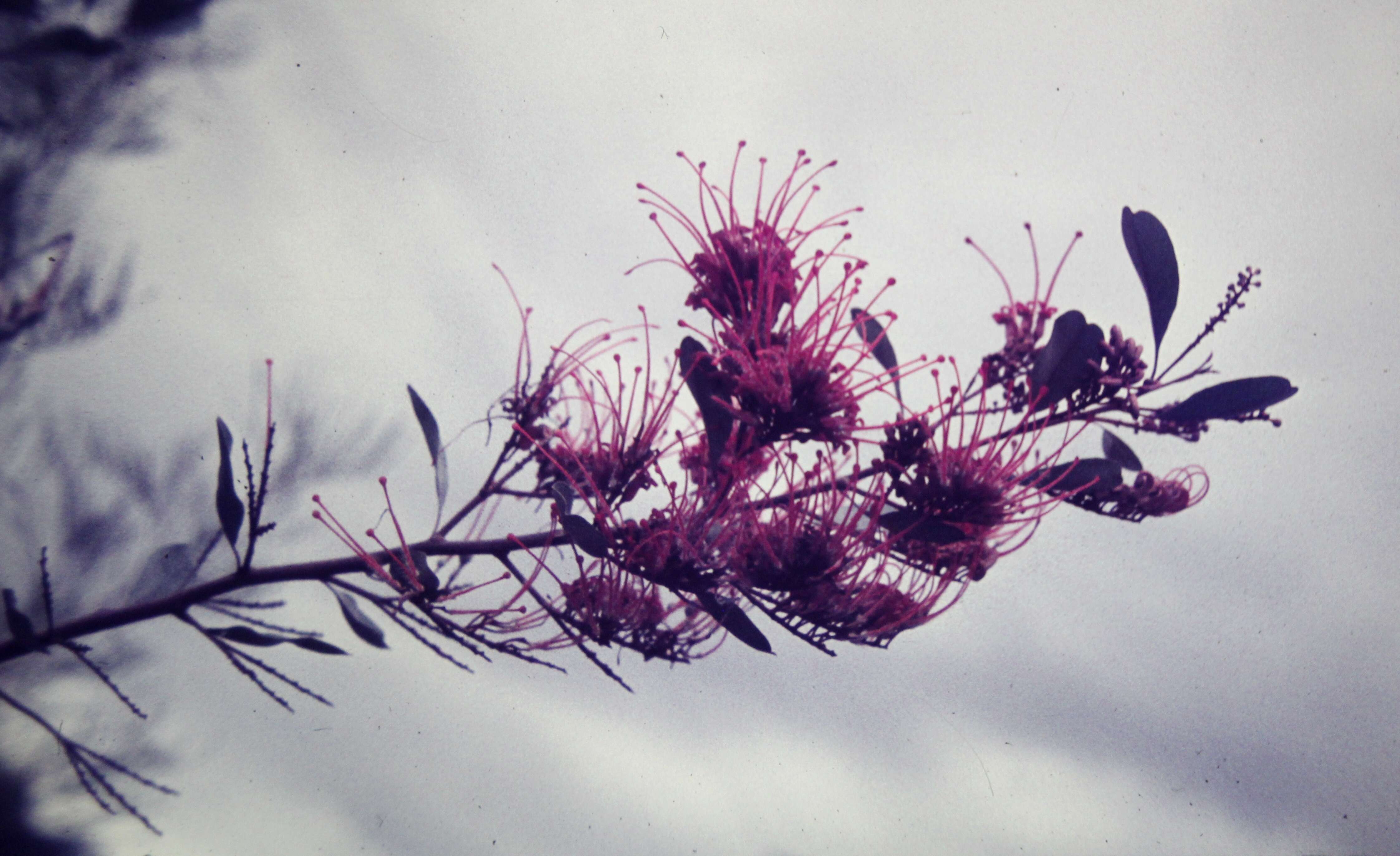 Image of Grevillea decora subsp. decora