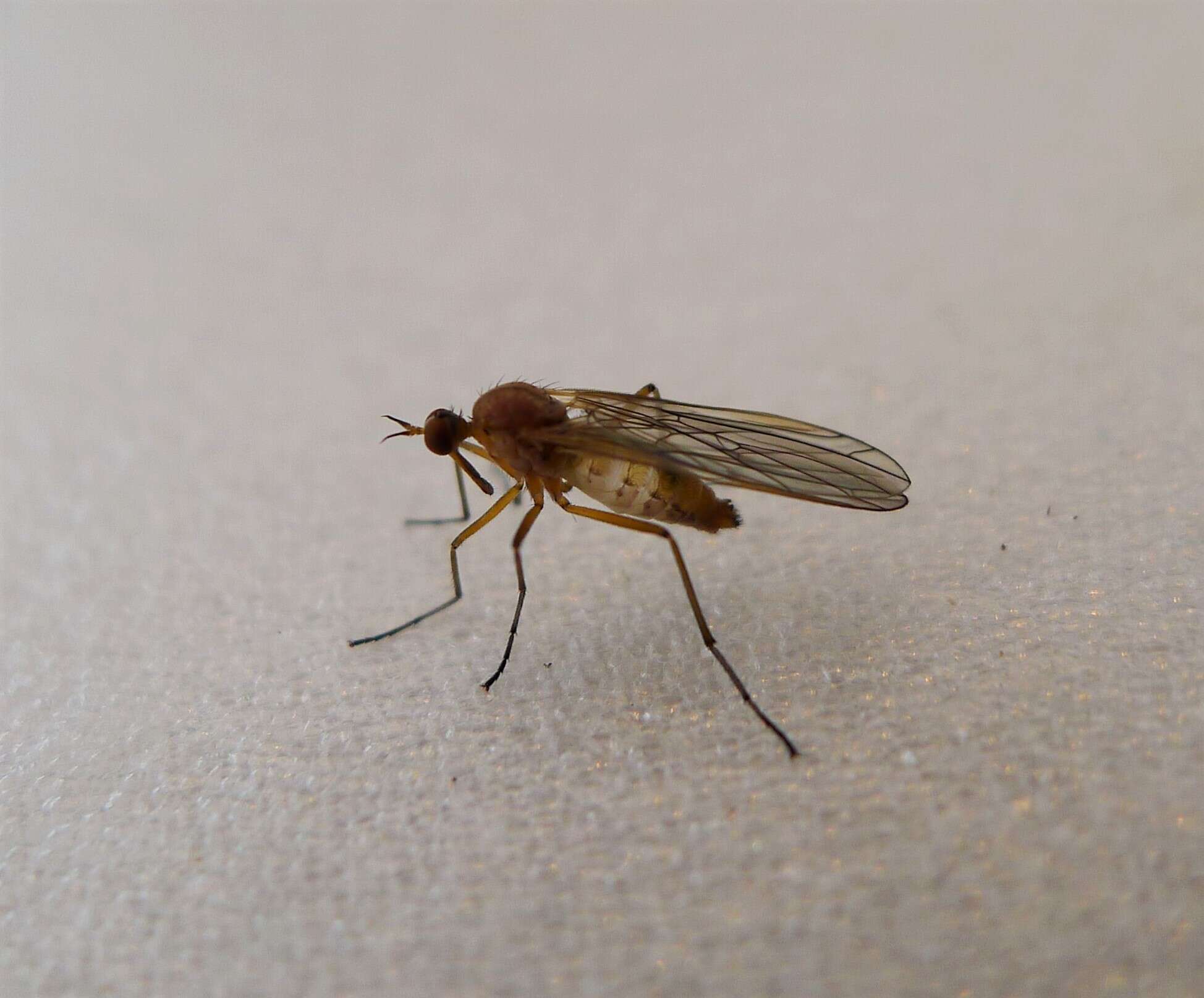 Image of Empis