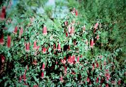 Image of Australian fuschia