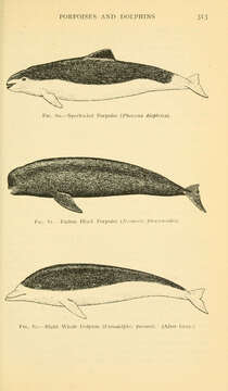 Image of Common porpoises