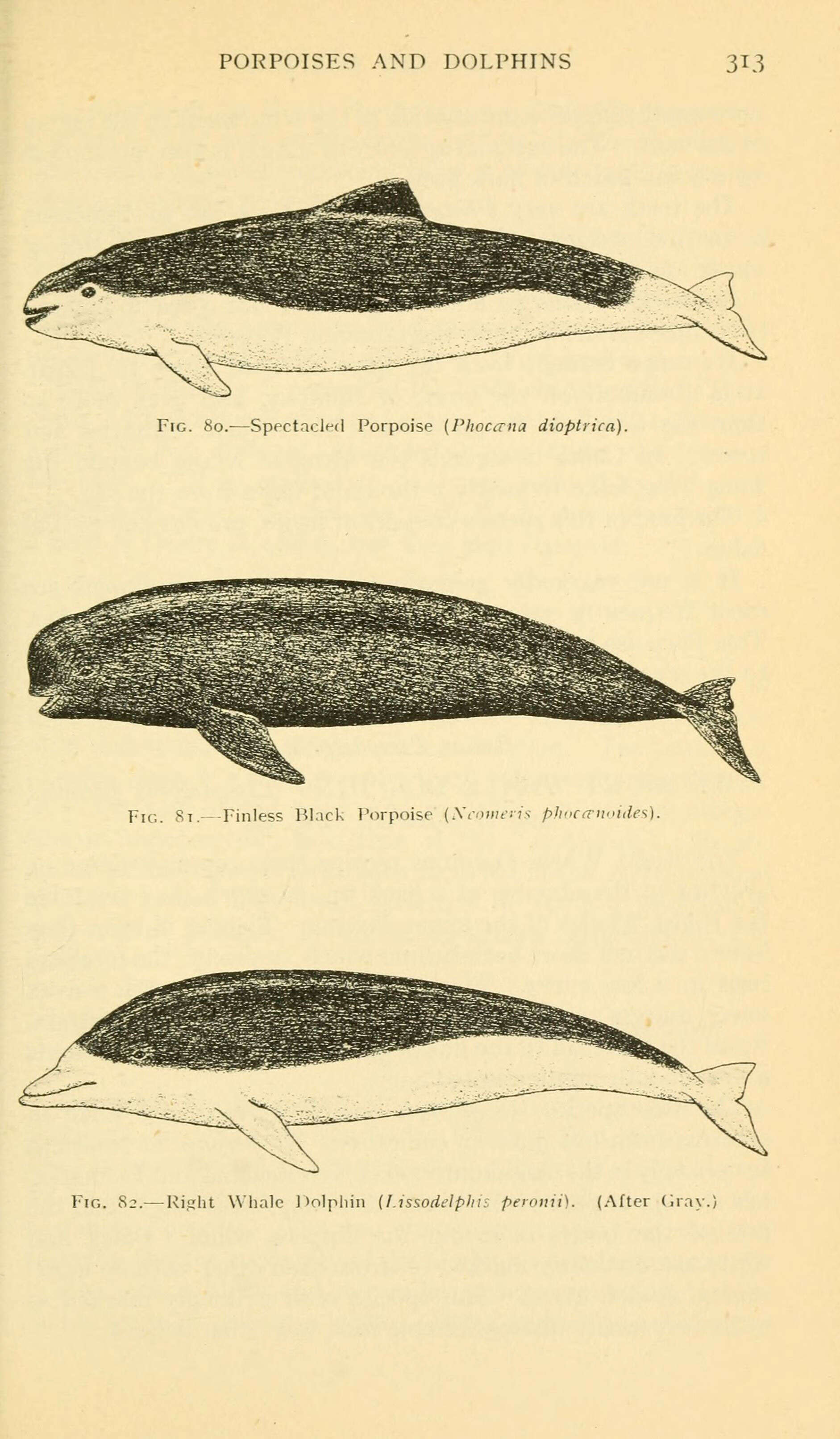 Image of whales and dolphins