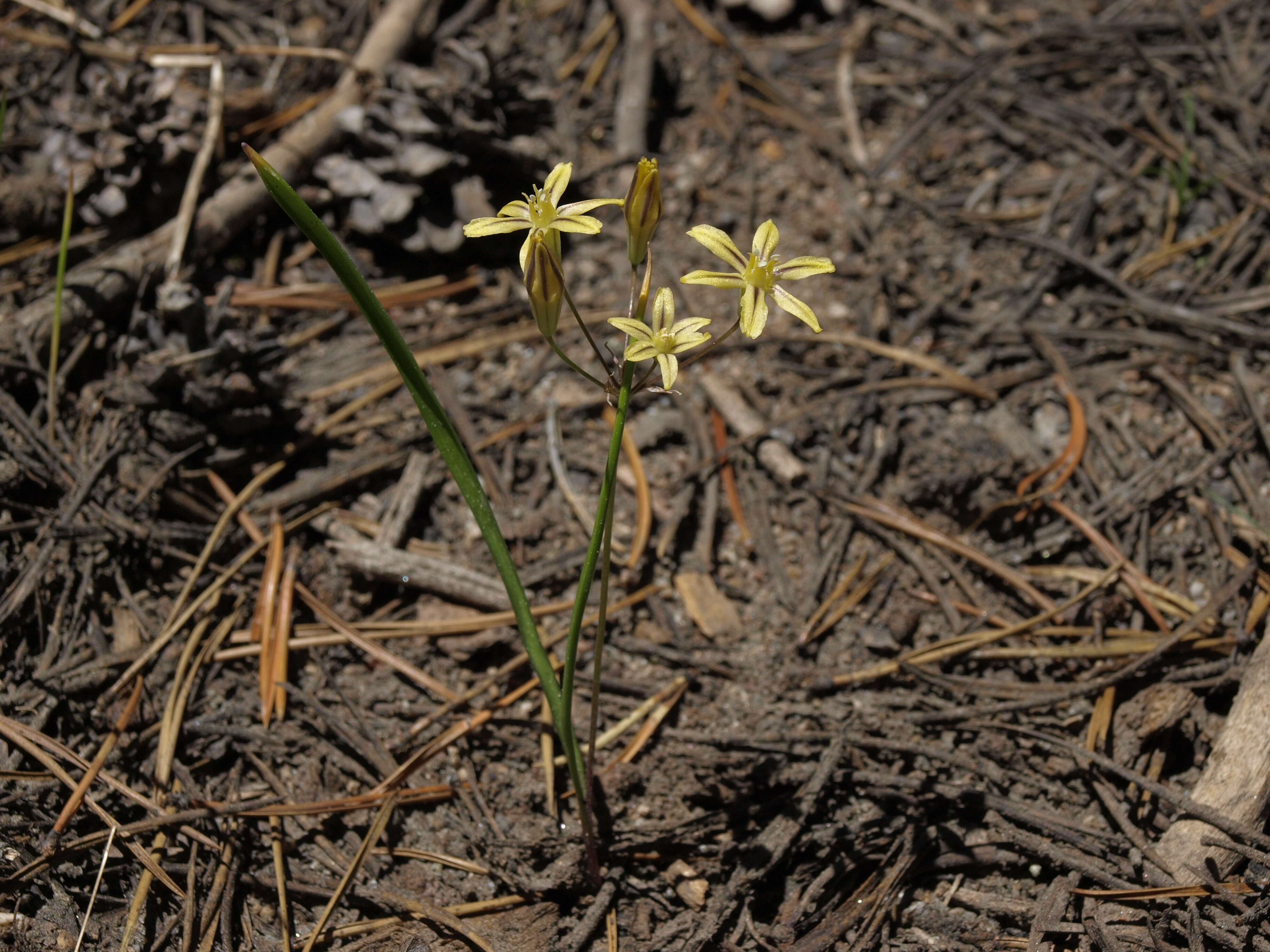 Слика од Triteleia ixioides subsp. anilina (Greene) L. W. Lenz