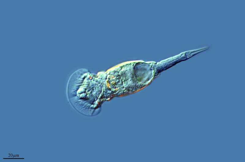 Image of Squatinella