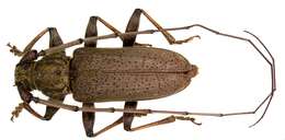 Image of Long-horned beetle