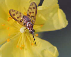 Image of Poecilognathus punctipennis (Walker 1849)