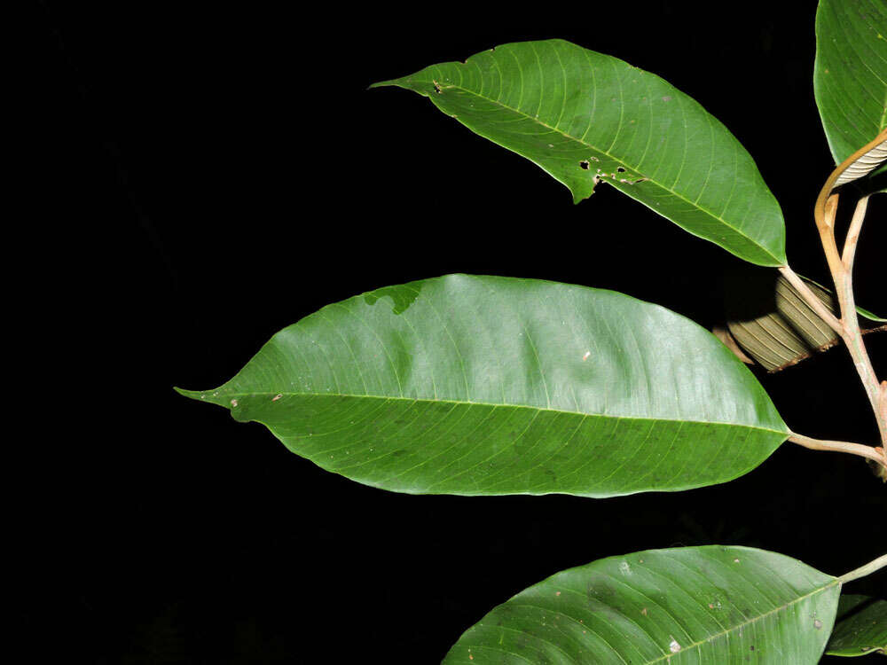 Micropholis crotonoides (Pierre) Pierre resmi