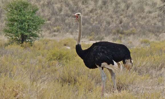 Image of ostriches