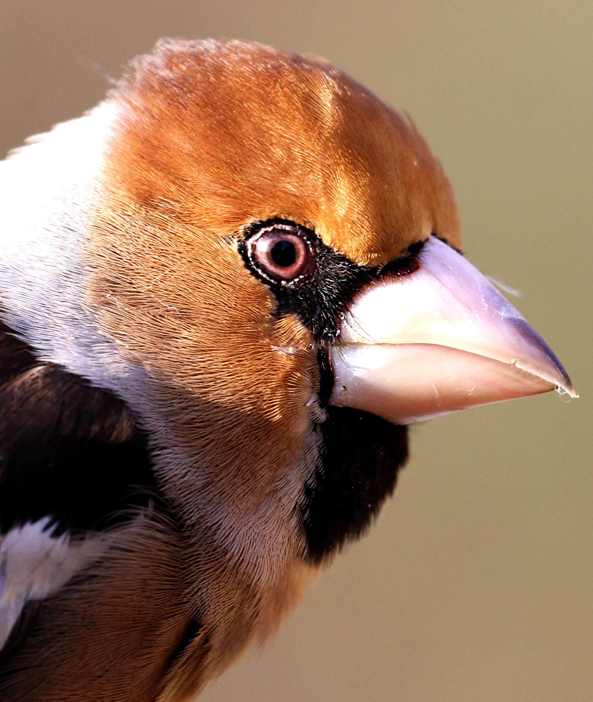 Image of Coccothraustes Brisson 1760