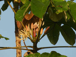 Image de Cecropia