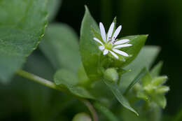 Image of Stellaria