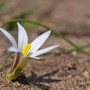 Image of Romulea columnae subsp. rollii (Parl.) Marais