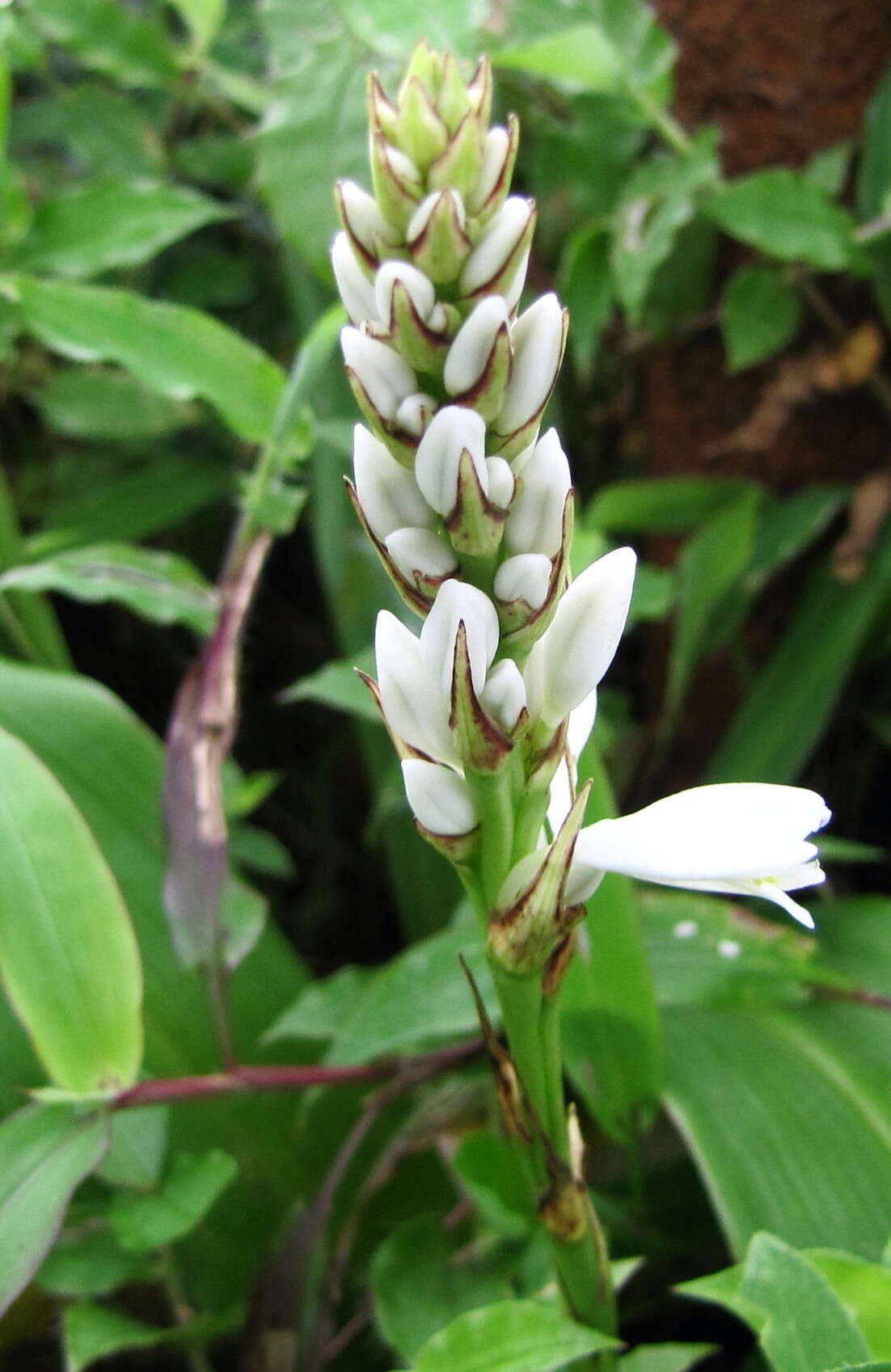 Image of chlorophytum