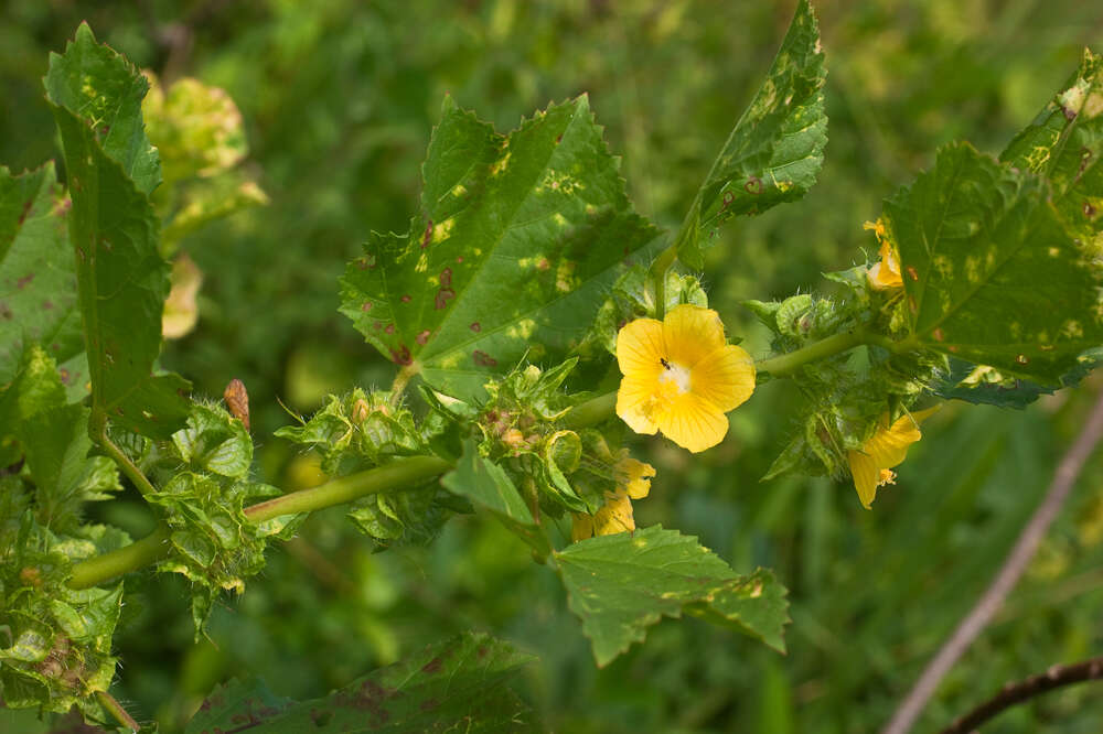 Imagem de Malachra alceifolia Jacq.