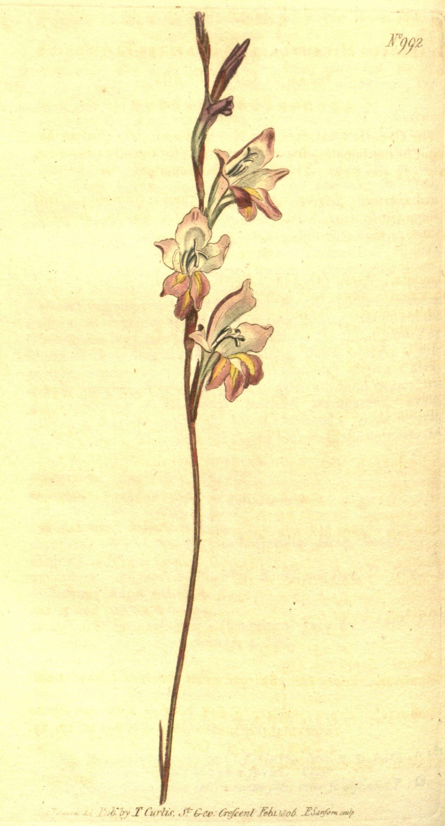 Image of Gladiolus hirsutus Jacq.