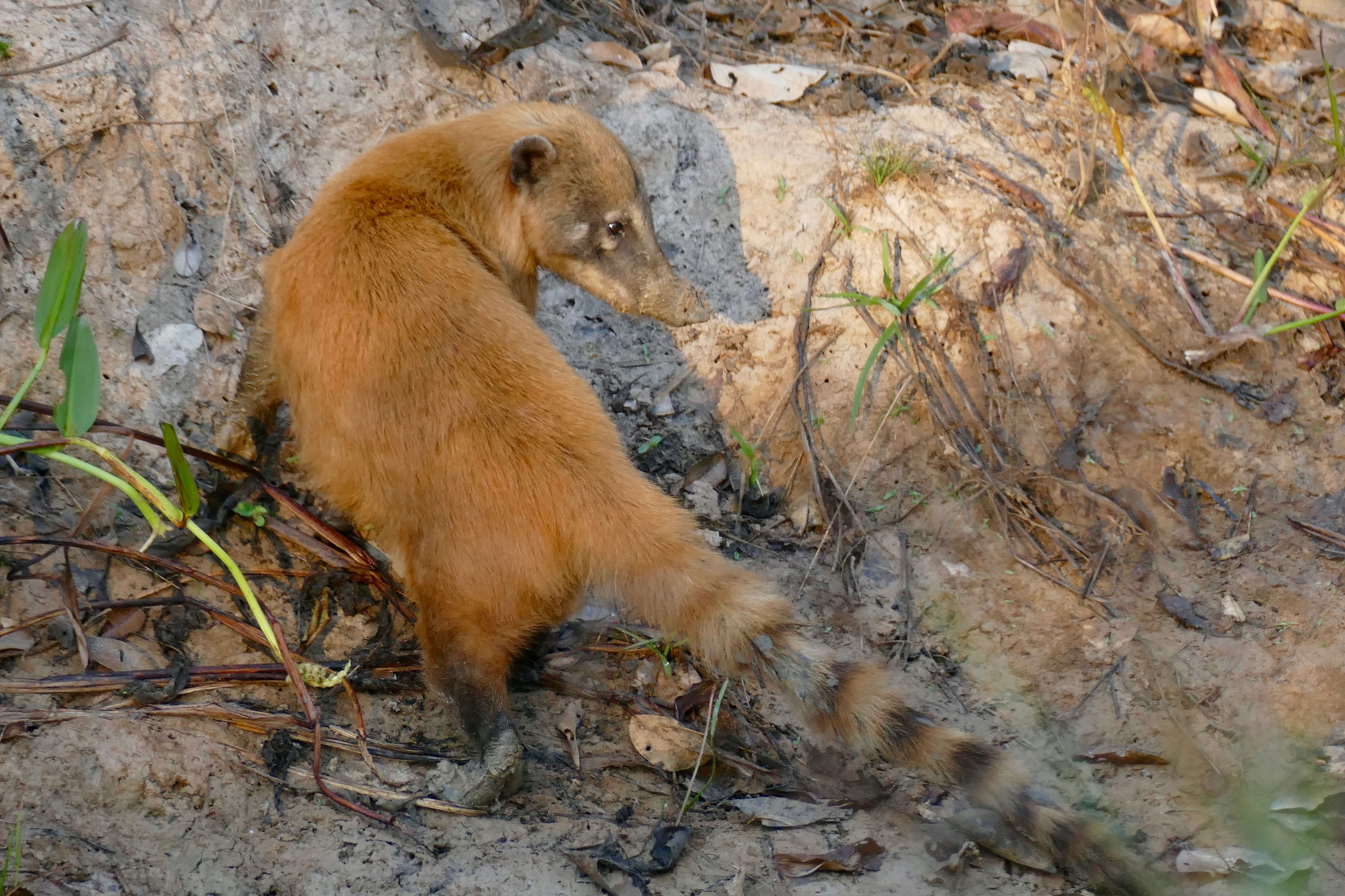 Image of South American Coati