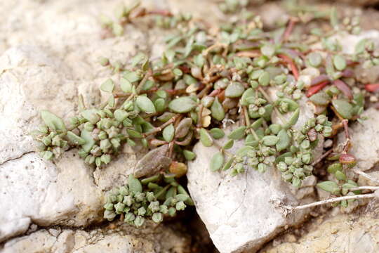 Imagem de Polycarpon tetraphyllum (L.) L.