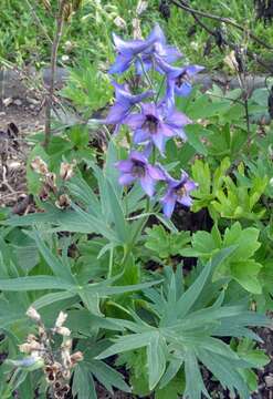 Image of Delphinium oxysepalum Pax & Borbas