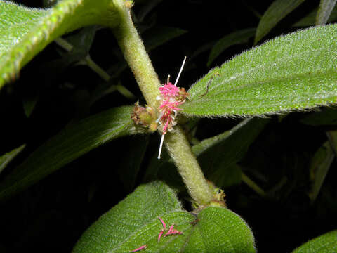 Image of Clidemia sericea D. Don