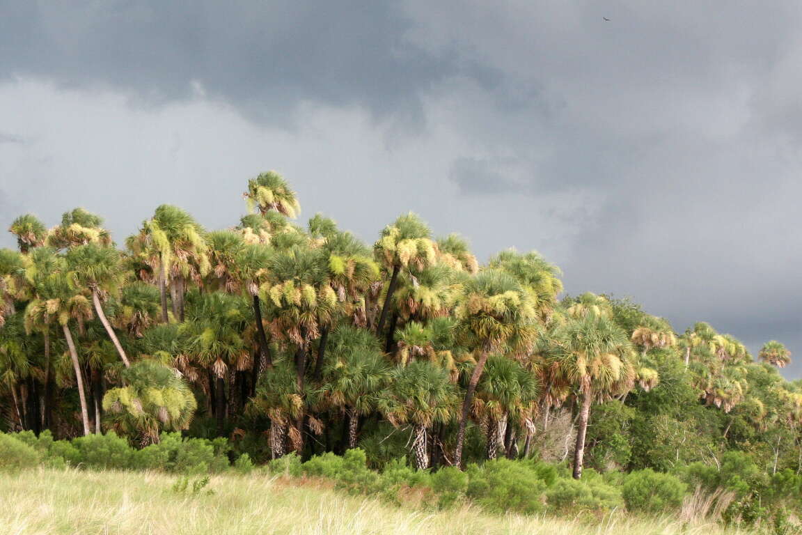 Image of palmetto