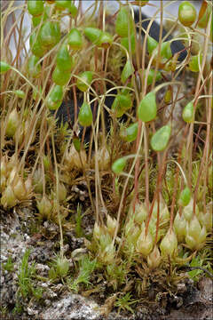 Image of Cord Moss