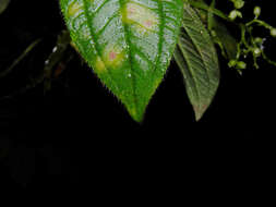 Image of Aciotis rubricaulis (C. Martius ex DC.) Triana