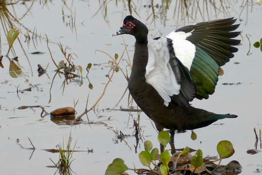 Image of Cairina Fleming & J 1822