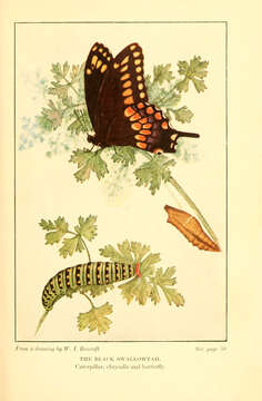 Sivun Papilio polyxenes Fabricius 1775 kuva