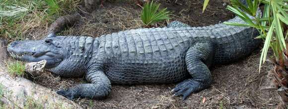 Image de Alligator