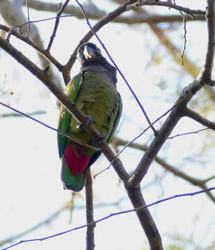 Image of Scaly-headed Parrot