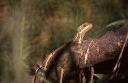 Image of helmet lizards